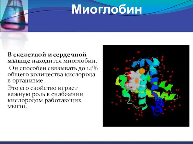 Миоглобин В скелетной и сердечной мышце находится миоглобин. Он способен