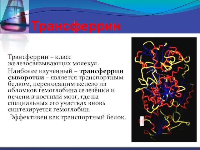 Трансферрин Трансферрин – класс железосвязывающих молекул. Наиболее изученный – трансферрин