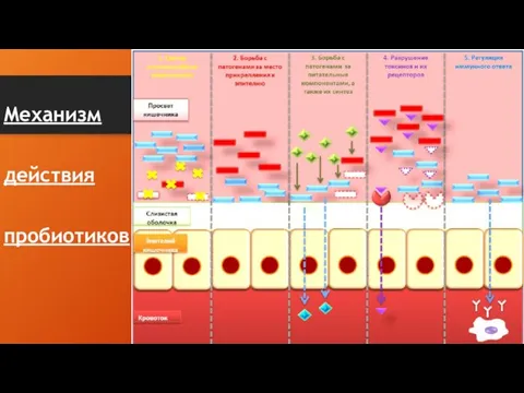 Механизм действия пробиотиков