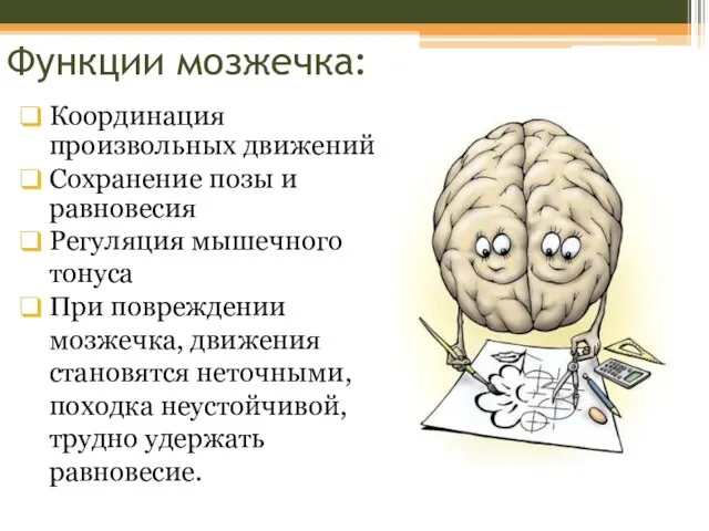 Функции мозжечка: Координация произвольных движений Сохранение позы и равновесия Регуляция