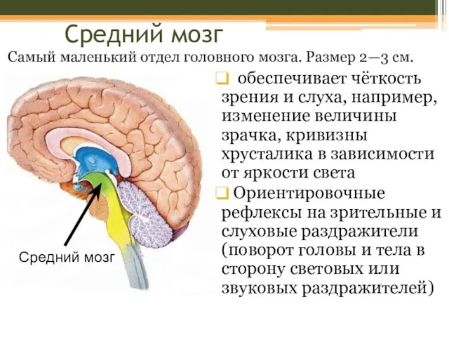 Средний мозг обеспечивает чёткость зрения и слуха, например, изменение величины