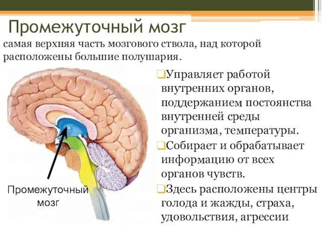 Промежуточный мозг Управляет работой внутренних органов, поддержанием постоянства внутренней среды