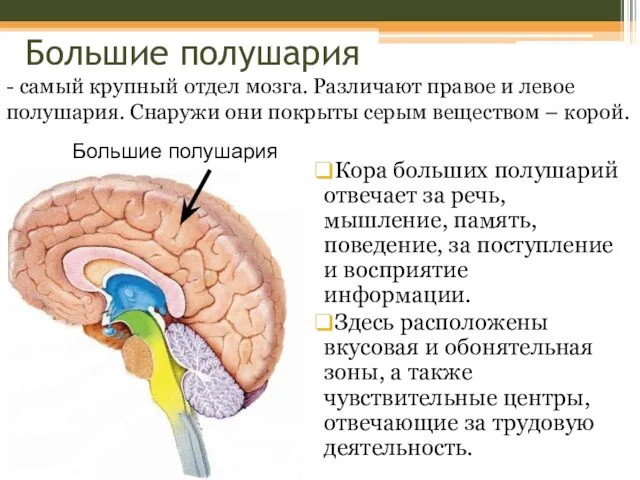 Большие полушария Кора больших полушарий отвечает за речь, мышление, память,