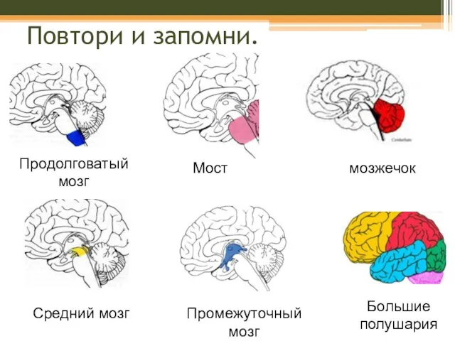 Повтори и запомни. Промежуточный мозг Продолговатый мозг Средний мозг Мост мозжечок Большие полушария