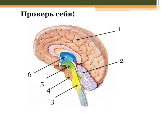 Проверь себя! 1 2 3 5 6 4