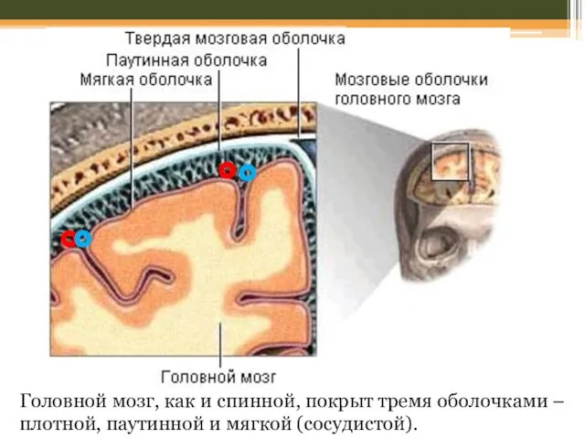 Головной мозг, как и спинной, покрыт тремя оболочками – плотной, паутинной и мягкой (сосудистой).