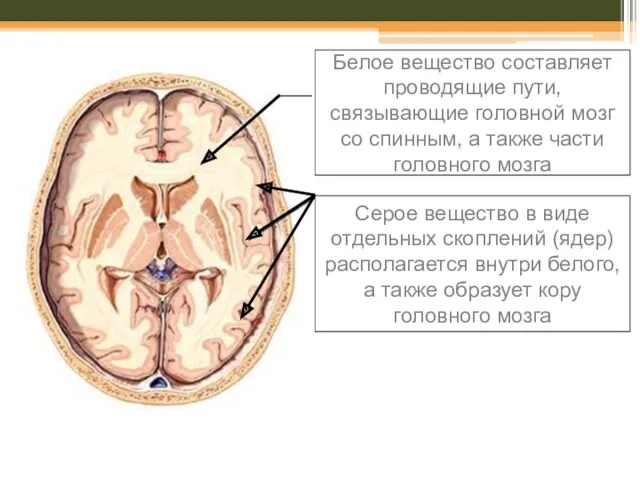 Белое вещество составляет проводящие пути, связывающие головной мозг со спинным,