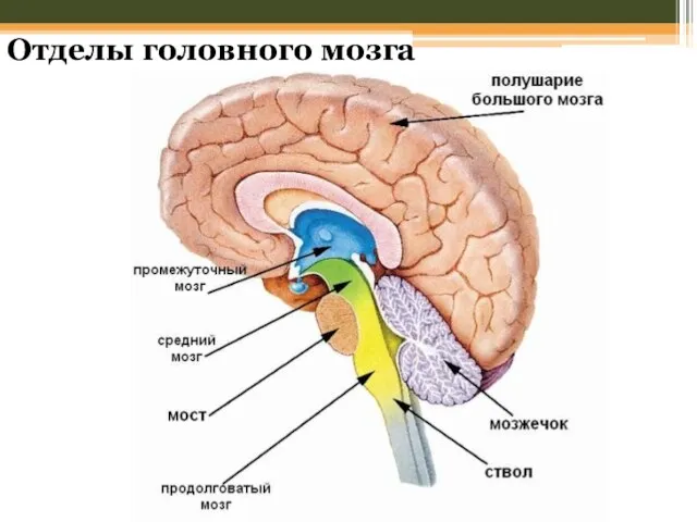 Отделы головного мозга