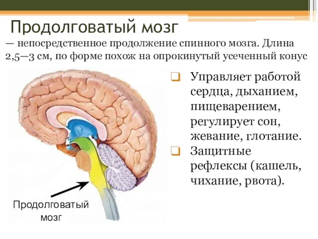 Продолговатый мозг — непосредственное продолжение спинного мозга. Длина 2,5—3 см,