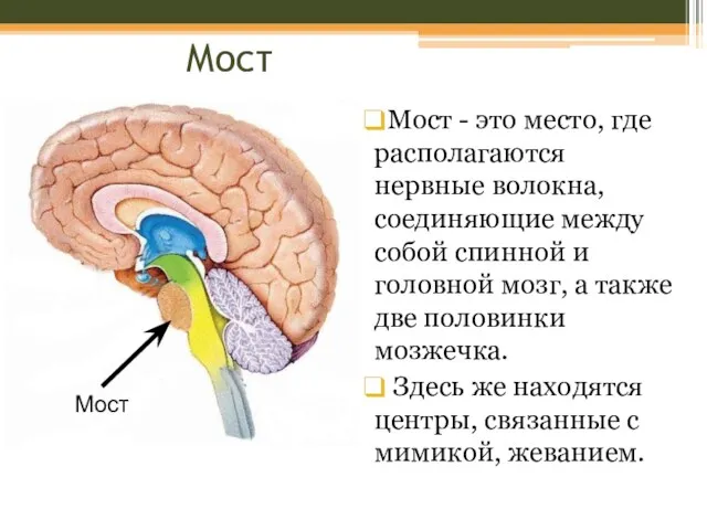 Мост Мост - это место, где располагаются нервные волокна, соединяющие