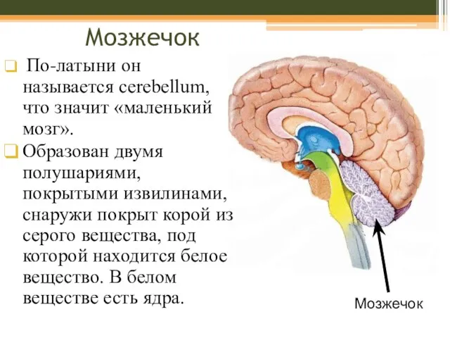 Мозжечок По-латыни он называется cerebellum, что значит «маленький мозг». Образован