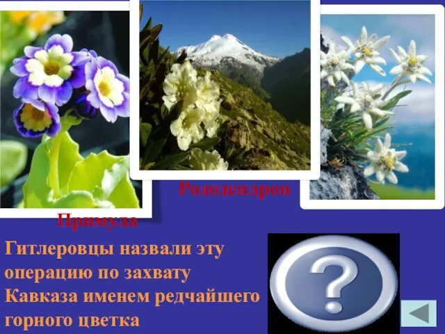 Гитлеровцы назвали эту операцию по захвату Кавказа именем редчайшего горного цветка Эдельвейс Примула Рододендрон