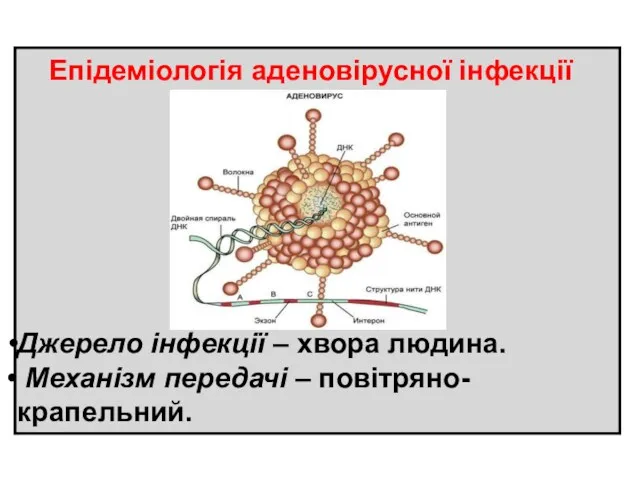 Епідеміологія аденовірусної інфекції Джерело інфекції – хвора людина. Механізм передачі – повітряно-крапельний.