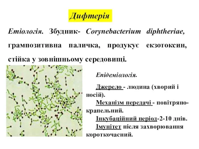 Дифтерія Етіологія. Збудник- Corynebacterium diphtheriae, грампозитивна паличка, продукує екзотоксин, стійка