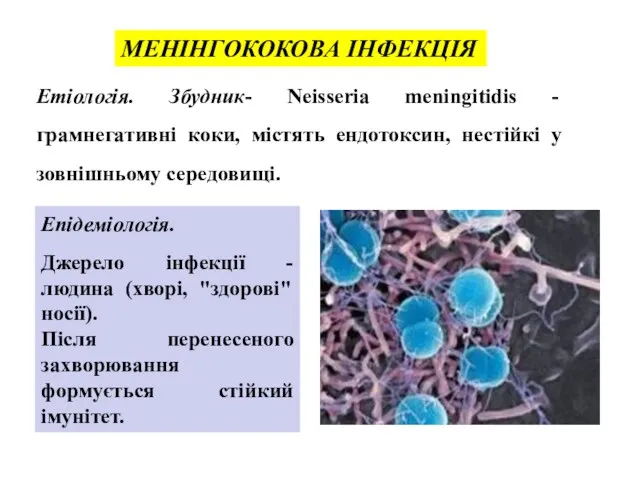 МЕНІНГОКОКОВА ІНФЕКЦІЯ Етіологія. Збудник- Neisseria meningitidis - грамнегативні коки, містять