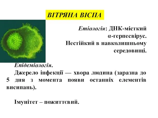 ВІТРЯНА ВІСПА Етіологія: ДНК-місткий α-герпесвірус. Нестійкий в навколишньому середовищі. Епідеміологія.