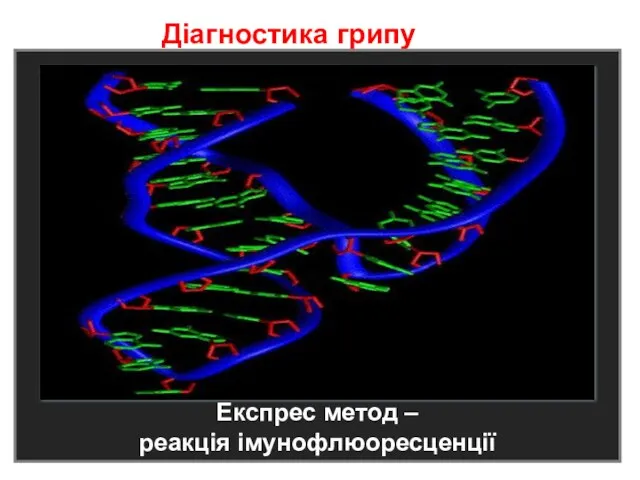 Діагностика грипурная диагностика брюшного тифа тифа Експрес метод – реакція імунофлюоресценції