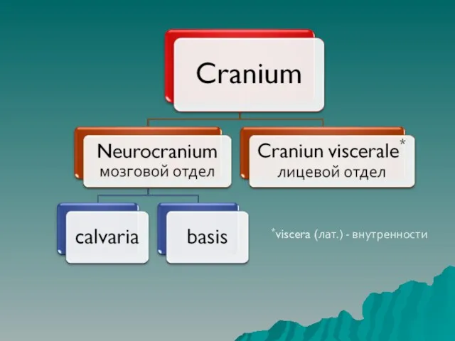 *viscera (лат.) - внутренности