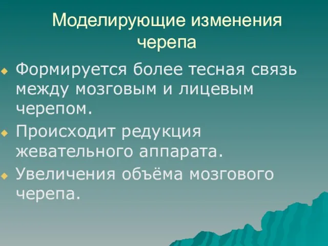 Моделирующие изменения черепа Формируется более тесная связь между мозговым и