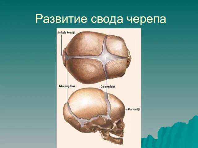 Развитие свода черепа