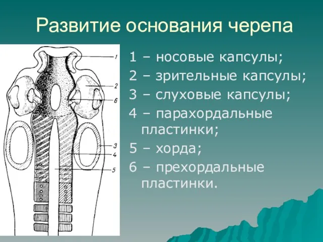 Развитие основания черепа 1 – носовые капсулы; 2 – зрительные