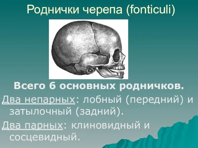 Роднички черепа (fonticuli) Всего 6 основных родничков. Два непарных: лобный