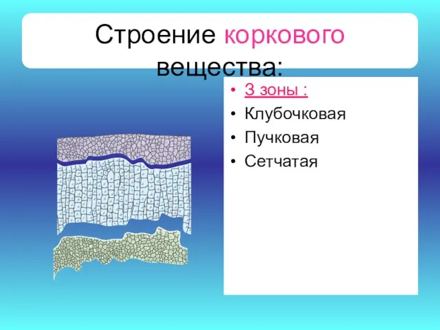 Строение коркового вещества: З зоны : Клубочковая Пучковая Сетчатая