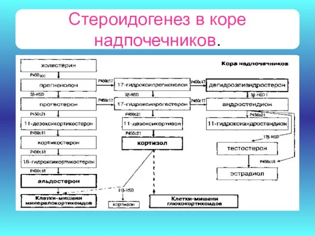 Стероидогенез в коре надпочечников.