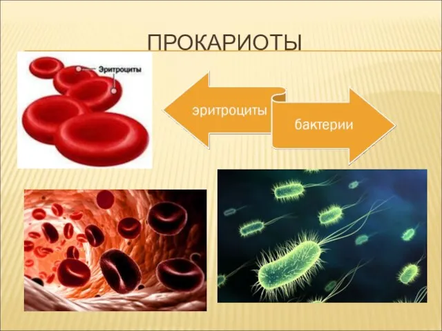 ПРОКАРИОТЫ