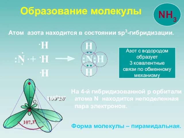 Атом азота находится в состоянии sp3-гибридизации. 109028’ :N + H :N:Н Н Н