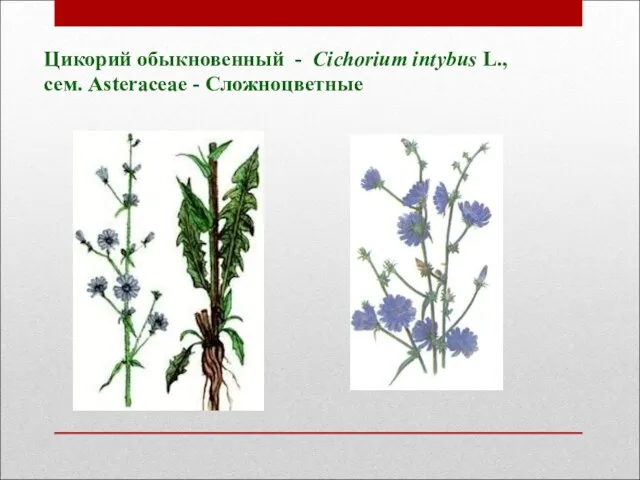 Цикорий обыкновенный - Cichorium intybus L., cем. Asteraceae - Сложноцветные