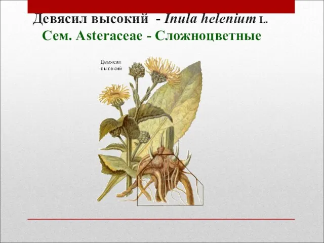 Девясил высокий - Inula helenium L. Сем. Asteraceae - Сложноцветные