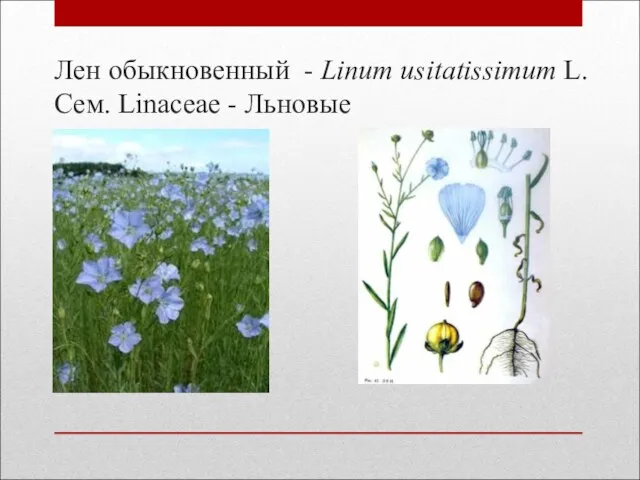 Лен обыкновенный - Linum usitatissimum L. Сем. Linaceae - Льновые