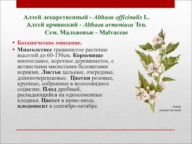 Алтей лекарственный - Althaea officinalis L. Алтей армянский - Althaea