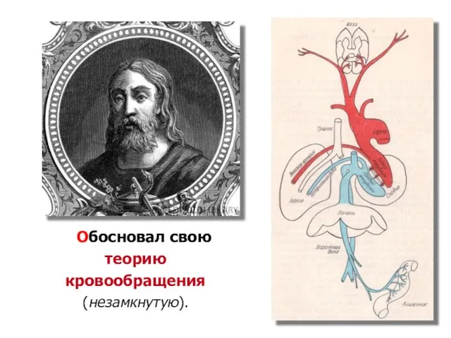 Обосновал свою теорию кровообращения (незамкнутую).