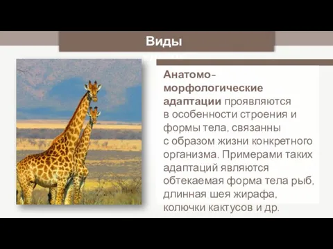 Виды клеток Анатомо-морфологические адаптации проявляются в особенности строения и формы