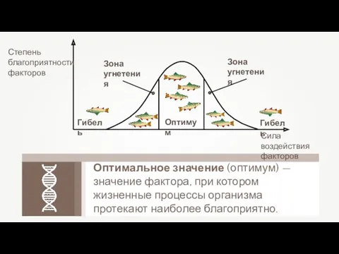 Оптимальное значение (оптимум) — значение фактора, при котором жизненные процессы