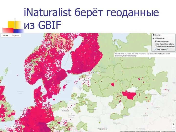 iNaturalist берёт геоданные из GBIF