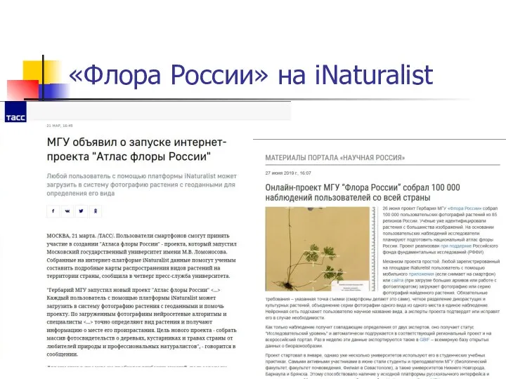 «Флора России» на iNaturalist