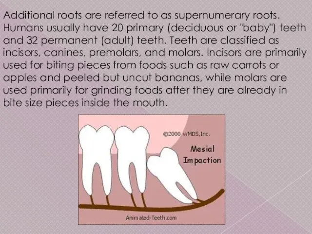 Additional roots are referred to as supernumerary roots. Humans usually