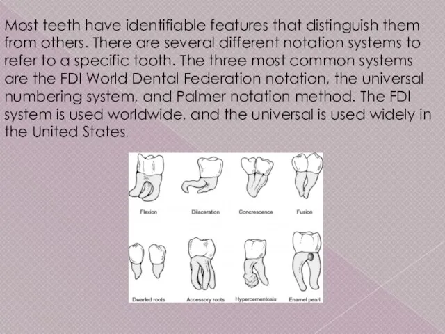 Most teeth have identifiable features that distinguish them from others.