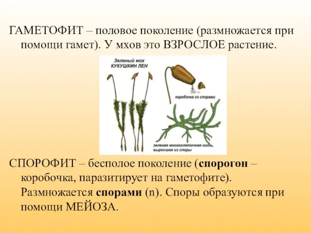 ГАМЕТОФИТ – половое поколение (размножается при помощи гамет). У мхов это ВЗРОСЛОЕ растение.