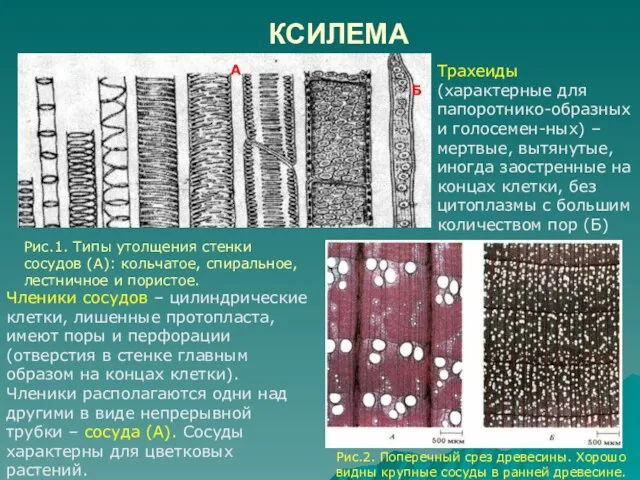 КСИЛЕМА Трахеиды (характерные для папоротнико-образных и голосемен-ных) – мертвые, вытянутые,