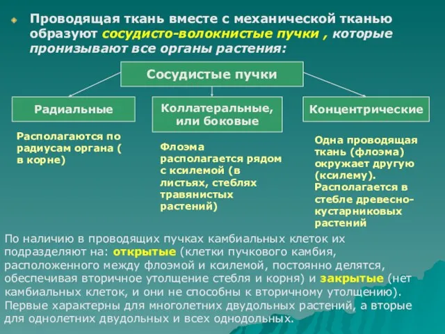 Проводящая ткань вместе с механической тканью образуют сосудисто-волокнистые пучки ,