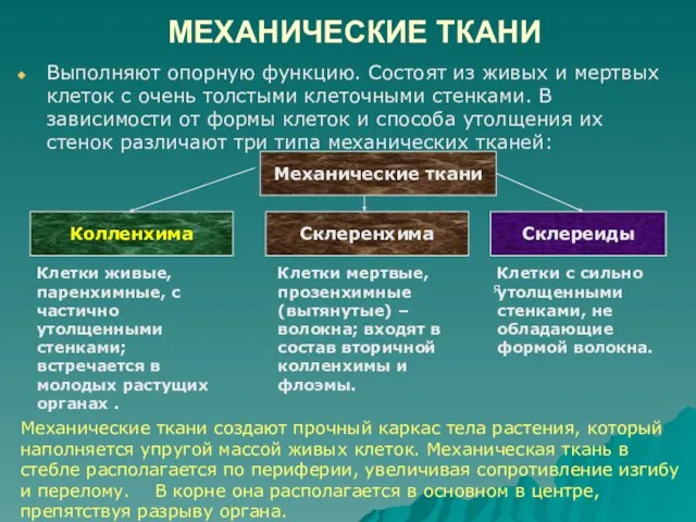 МЕХАНИЧЕСКИЕ ТКАНИ Выполняют опорную функцию. Состоят из живых и мертвых