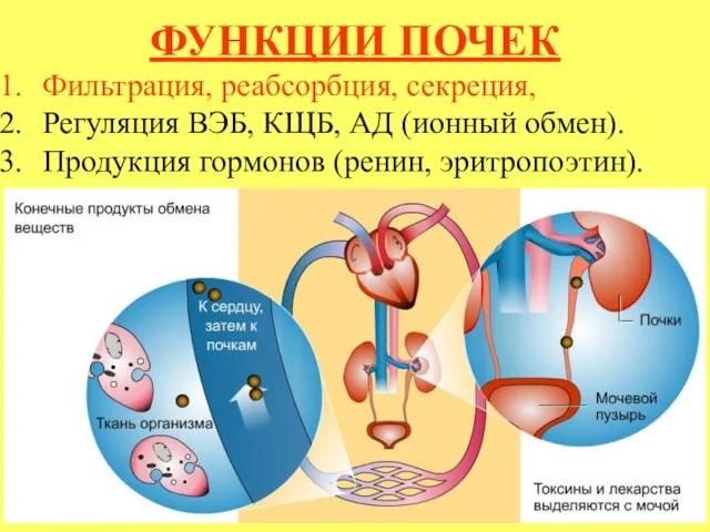 ФУНКЦИИ ПОЧЕК Фильтрация, реабсорбция, секреция, Регуляция ВЭБ, КЩБ, АД (ионный обмен). Продукция гормонов (ренин, эритропоэтин).