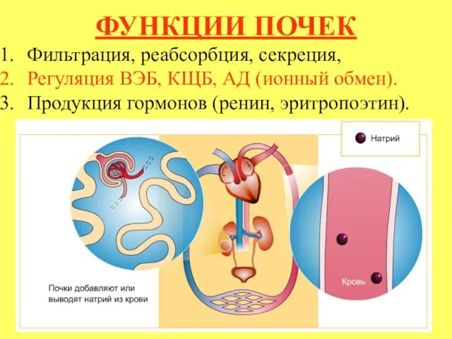 ФУНКЦИИ ПОЧЕК Фильтрация, реабсорбция, секреция, Регуляция ВЭБ, КЩБ, АД (ионный обмен). Продукция гормонов (ренин, эритропоэтин).