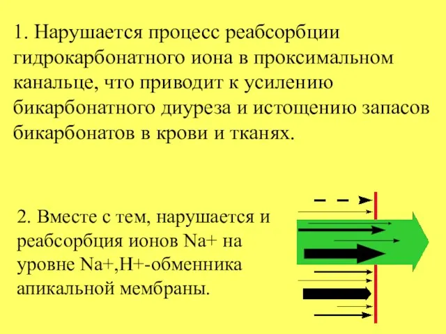 1. Нарушается процесс реабсорбции гидрокарбонатного иона в проксимальном канальце, что