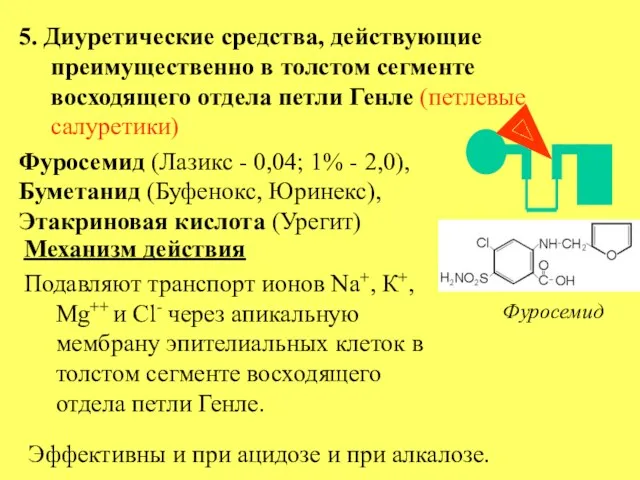 5. Диуретические средства, действующие преимущественно в толстом сегменте восходящего отдела