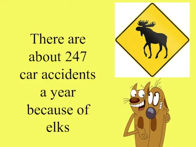 There are about 247 car accidents a year because of elks